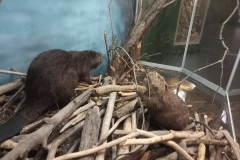 Wycieczka do Muzeum Górnośląskiego